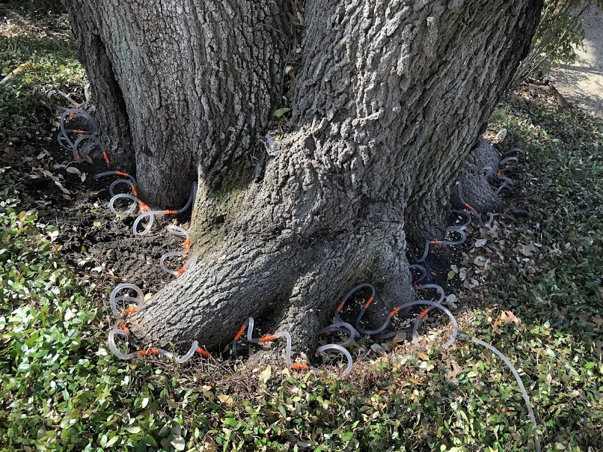 Detailed Tree Cabling and Bracing job site in San Jon