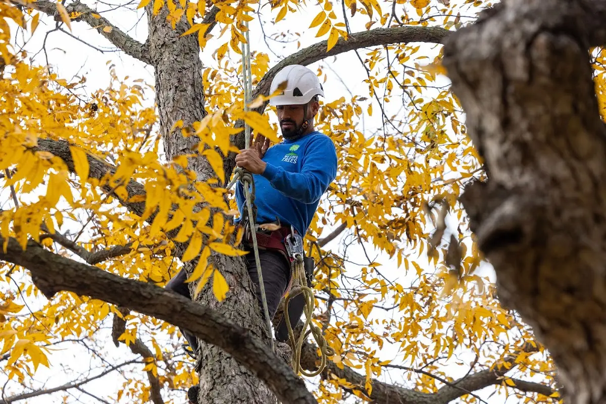 Skilled Tree Trimming crew working in San Jon